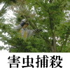 害虫駆除1